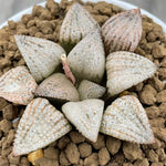 Haworthia Picta World No. -111