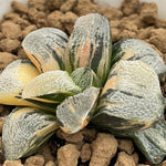 Haworthia Pygmaea Yukinosato variegated