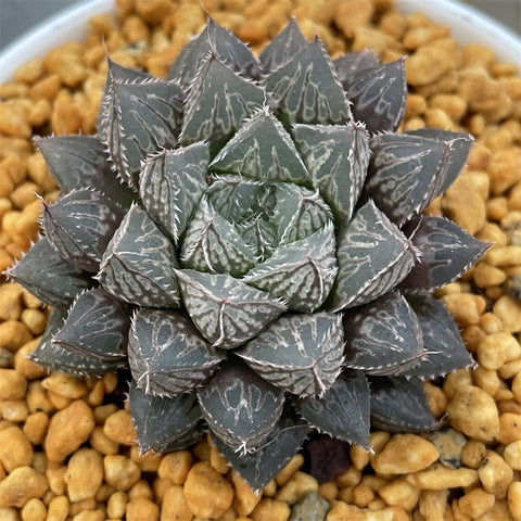 Haworthia Cooperi Mirrorball