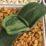 Gasteria Other