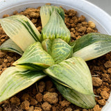 Haworthia Seedling Type Retusa X Comptoniana Variegated