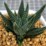 Haworthia Hard Leaf 'Opalina'