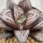 Haworthia Splendens Large Leaf Inca Rose