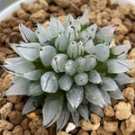 Haworthia Bullet Small Size - N