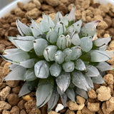 Haworthia Bullet Small Size - N