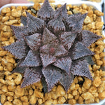 Haworthia Wimii 'Hakuginjyo'