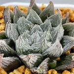 Haworthia White Fox - Other