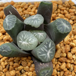 Haworthia Maughanii 'Silver Tiger'
