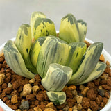 Haworthia Maughanii Reverse Variegated plant from offsets