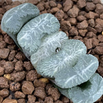 Haworthia Truncata 'Kazan‘ ‘Volcano'