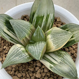 Haworthia Correcta Hybrid Variegated Mother Plant