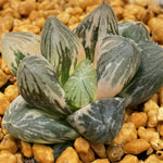 Haworthia Temptation variegated