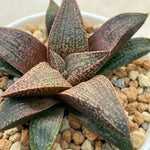 Haworthia Hard Leaf Rubine