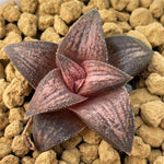 Haworthia Hard Leaf 'Old Folks' Small Size 3cm