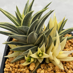 Haworthia Zouge no Tou Reversed variegated Mother Plant