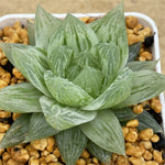 Haworthia Cooperi 'Seturifera' Variegated