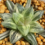 Haworthia Red Fuji Variegated
