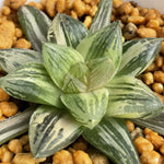 Haworthia Red Fuji Variegated