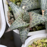 Haworthia Hard Leaf Tesselata small size