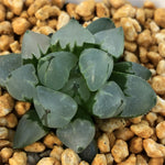 Haworthia  'Christmas candle' Other