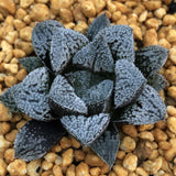 Haworthia 'Snow Star' Other