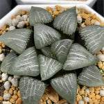 Haworthia Correcta