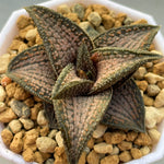 Haworthia Hard Leaf Kintaikyo Medium Size