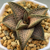 Haworthia Hard Leaf Kintaikyo Medium Size