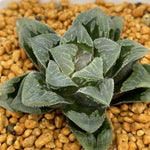 Haworthia Funcianta Other