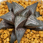 Haworthia Badia  'Hinototi'