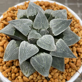 Haworthia Pygmaea