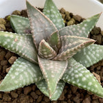 Haworthia Hard Leaf Daiginga