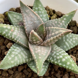 Haworthia Hard Leaf Daiginga