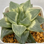 Haworthia 'Milky Way' Variegated