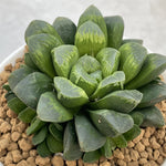 Haworthia Hybrid Popular