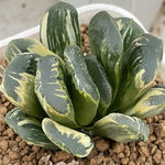 Haworthia Seiko Dark Variegated