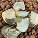 Haworthia Maughanii Salt Lake City variegated