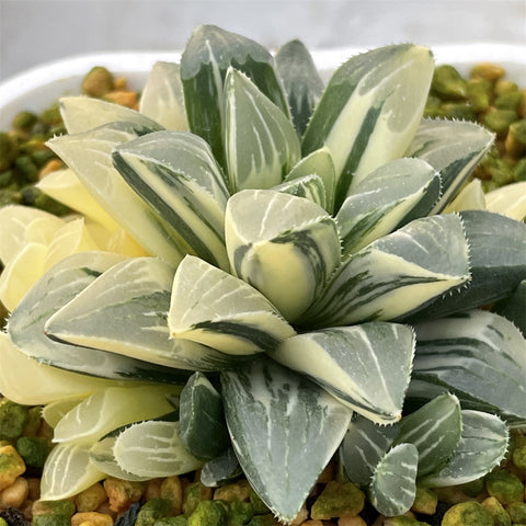 Haworthia Heidelbergensis Variegated