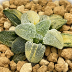 Haworthia Pygmaea Hagiwara Variegated