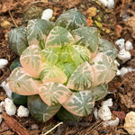 Haworthia Plastic Skin Variegated Small Size