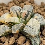 Haworthia Pygmaea Yukinosato variegated