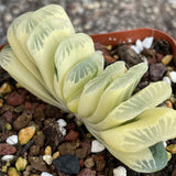 Haworthia Truncata Reverse Variegated  'Green Lime' Big Size