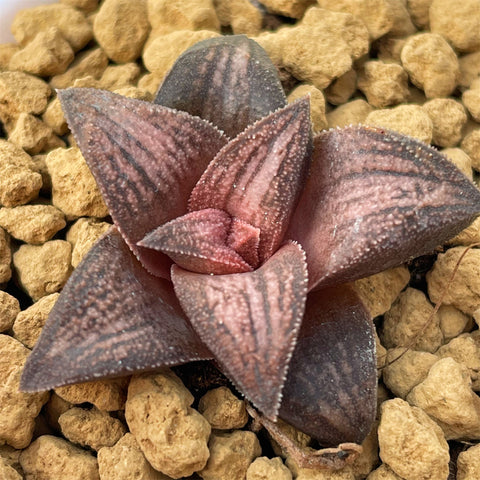 Haworthia Hard Leaf 'Old Folks' Small Size 3cm