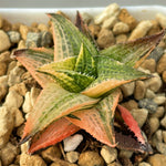 Haworthia Hard Leaf Emerald Spirit Variegated