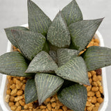 Haworthia Comptoniana 'Ice Crystal'