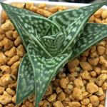 Haworthia Aloe