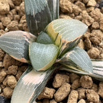 Haworthia Correcta variegated