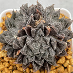 Haworthia Hakugin Emaki Tree by Tree Type Other