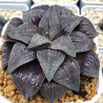 Haworthia Picta Planted from Seeds