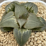 Haworthia Badia ‘Bisyamonten’